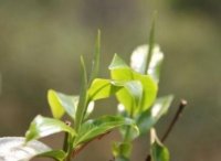 茶葉商標(biāo)類(lèi)別大全,免費(fèi)查詢(xún)!(茶葉商標(biāo)類(lèi)別大全,免費(fèi)查詢(xún)官網(wǎng))