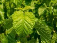 夏天養(yǎng)蠶桑葉一會(huì)就干了怎么辦？